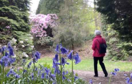 Eine Frau in pink farbiger Jacke wandert durch den Wald von Windsor Great Park. Im Vordergrund blühen die blauen Frühlingsblumen "Bluebells", im Hintergrund blüht ein rosa farbiger Rhododendron.