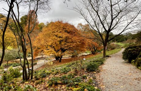 RHS Garden Wisley im Herbst. Einige Bäume tragen orangerotes Herbstlaub. Andere sind ohne Laub.
